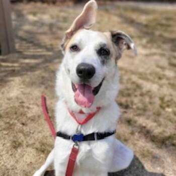 Shepherd and Great Pyrenees Dogs Available for Adoption in Nantucket, Massachusetts - Mars | PetCurious