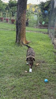 Freddy Lonestar -  Labrador Retriever Dog for Adoption in Rockaway, New Jersey - Freddy Lonestar | PetCurious