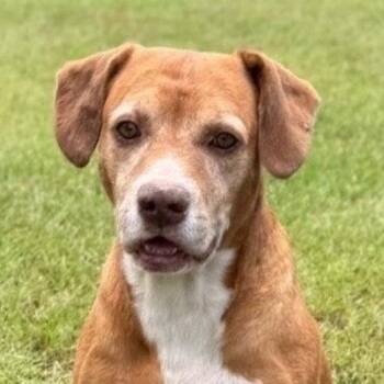Bernie -  Labrador Retriever and Beagle Dog for Adoption in Bloomfield, Connecticut - Bernie | PetCurious