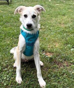 Great Pyrenees Dogs Available for Adoption in Charlotte, North Carolina - Monty | PetCurious