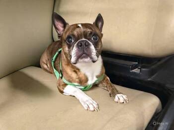 Rescue Boston Terrier Dogs for Adoption in Elloree, South Carolina - Brody | PetCurious