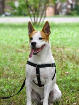 Clove -  Mixed Breed Dog for Adoption - Clove | PetCurious