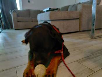 Rescue Rottweiler Dogs for Adoption in Fort Lauderdale, Florida - FINESSE | PetCurious