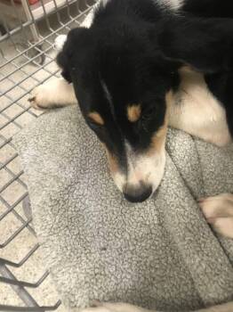 A431500 -  Australian Shepherd Dog for Adoption in Conroe, Texas - A431500 | PetCurious