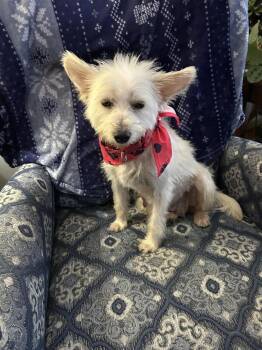 Wire Fox Terrier Dogs Available for Adoption - Ana (PW 50) | PetCurious