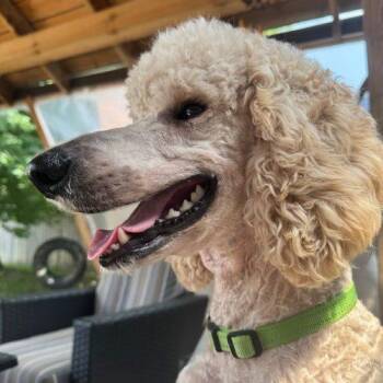 Nala -  Standard Poodle Dog for Adoption in Courtice, Ontario - Nala | PetCurious