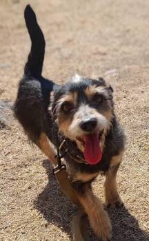 Schnauzer and Terrier Dogs Available for Adoption in Gig Harbor, Washington - Toby | PetCurious