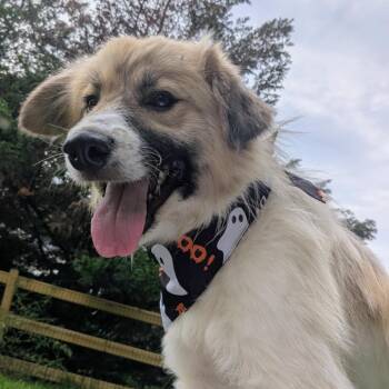 Rescue Mixed Breed Dogs for Adoption - Casper | PetCurious