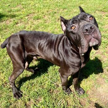 Ernie -  Cane Corso Dog for Adoption in Pekin, Illinois - Ernie | PetCurious