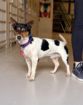Jack Russell Terrier Dogs Available for Adoption in Chicago, Illinois - Spot | PetCurious