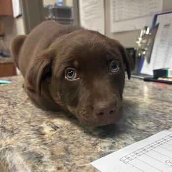 Australian Shepherd Dogs Available for Adoption - Junior - 022609U | PetCurious