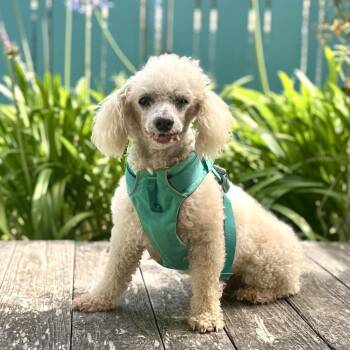 Maxwell -  Poodle Dog for Adoption in Pacific Grove, California - Maxwell | PetCurious