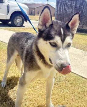LOBO -  Husky Dog for Adoption in Killeen, Texas - LOBO | PetCurious