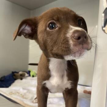Mixed Breed Dogs Available for Adoption in Saint Charles, Missouri - Nugget | PetCurious