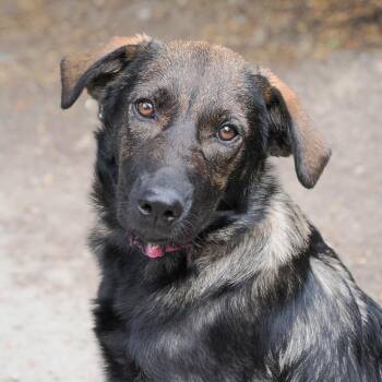 PERSEIDS -  Retriever and Mixed Breed Dog for Adoption in Richmond, California - PERSEIDS | PetCurious