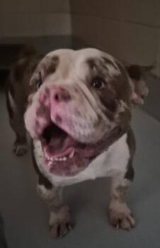 Pen 109 Bentley -  American Bulldog Dog for Adoption in Lawrenceville, Georgia - Pen 109 Bentley | PetCurious