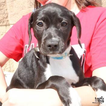 Shepherd and Labrador Retriever Dogs Available for Adoption - Ava | PetCurious