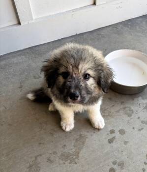 MJ -  Great Pyrenees Dog for Adoption in Lexington, Kentucky - MJ | PetCurious