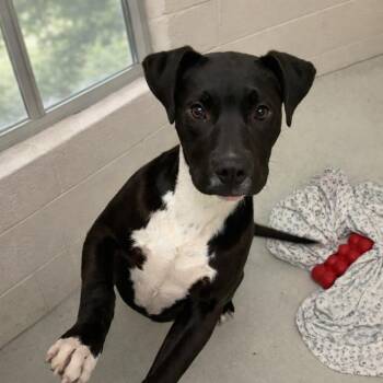 Black Labrador Retriever and Terrier Dogs Available for Adoption - Thelma | PetCurious