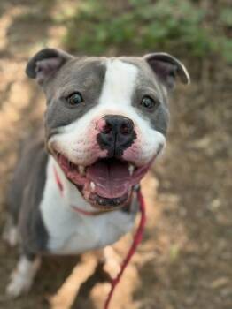 Pit Bull Terrier Dogs Available for Adoption in Charlotte, North Carolina - HARRY | PetCurious