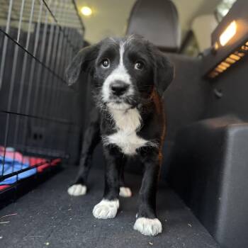 Rescue Labradoodle Dogs for Adoption in Los Angeles, California - Saffron | PetCurious