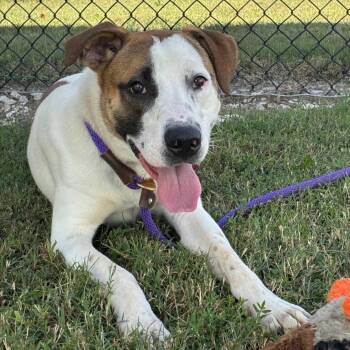 Rescue Hound Dogs for Adoption in Greenville, South Carolina - Fester | PetCurious