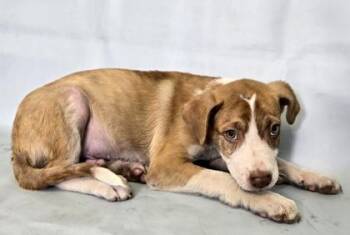 Naveen -  Australian Shepherd and Mixed Breed Dog for Adoption in Morton Grove, Illinois - Naveen | PetCurious