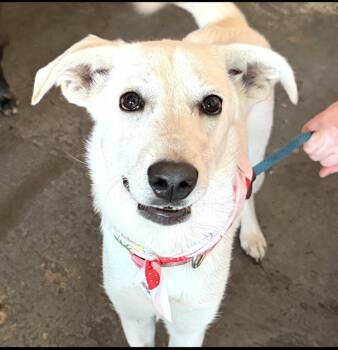 Marshmallow - AVAILABLE TO FOSTER OR ADOPT -  Labrador Retriever Dog for Adoption in Clayton, North Carolina - Marshmallow - AVAILABLE TO FOSTER OR ADOPT | PetCurious