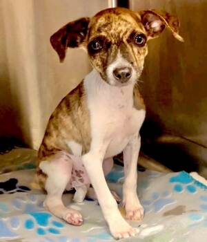 Dakota -  Jack Russell Terrier Dog for Adoption in Grand Bay, Alabama - Dakota | PetCurious