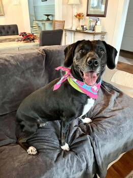 Aries -  Black Labrador Retriever Dog for Adoption in Gulfport, Mississippi - Aries | PetCurious