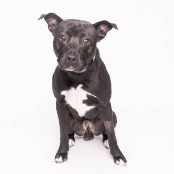 Camo -  Mixed Breed Dog for Adoption in Franklin, Tennessee - Camo | PetCurious