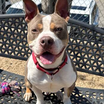Pit Bull Terrier Dogs Available for Adoption in New Rochelle, New York - Bob | PetCurious