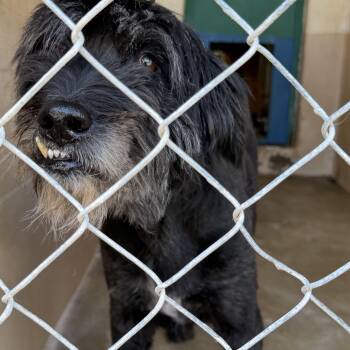 Remi -  Poodle Dog for Adoption in Blue Springs, Missouri - Remi | PetCurious