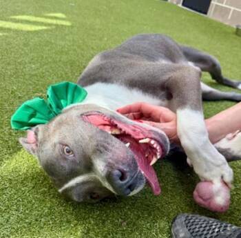 Smokey -  Pit Bull Terrier and Mixed Breed Dog for Adoption in Atlanta, Georgia - Smokey | PetCurious