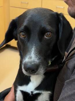 DARLA -  Beagle and Border Collie Dog for Adoption in Elizabethton, Tennessee - DARLA | PetCurious