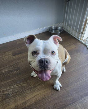 Rescue American Bulldog Dogs for Adoption in Austin, Texas - Biscuit | PetCurious