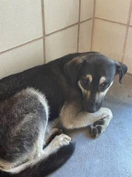 German Shepherd Dog and Mixed Breed Dogs Available for Adoption in Corpus Christi, Texas - PIRATE PETE | PetCurious