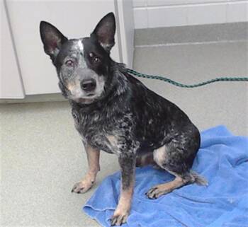 KILO -  Australian Cattle Dog Blue Heeler and Mixed Breed Dog for Adoption in Omaha, Nebraska - KILO | PetCurious