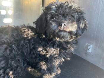 VELVET -  Poodle and Cairn Terrier Dog for Adoption in Ontario, California - VELVET | PetCurious