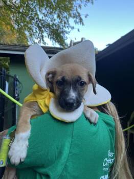 Cove available 10/30 -  Shepherd Dog for Adoption in Elmsford, New York - Cove Available 10/30 | PetCurious
