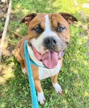 BIG WORM -  Pit Bull Terrier and Boxer Dog for Adoption in Sacramento, California - BIG WORM | PetCurious