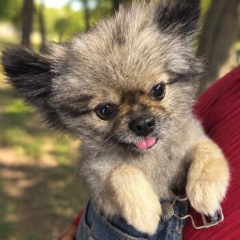 Dotty -  Pomeranian Dog for Adoption in Sonoma, California - Dotty | PetCurious