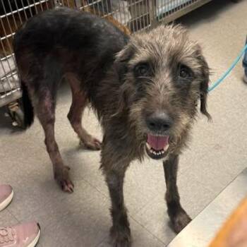 26-07-101 -  Irish Wolfhound Dog for Adoption in Bastrop, Texas - 26-07-101 | PetCurious