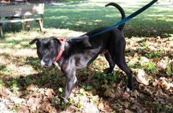 Ruffles -  Mixed Breed Dog for Adoption in West Chester, Pennsylvania - Ruffles | PetCurious