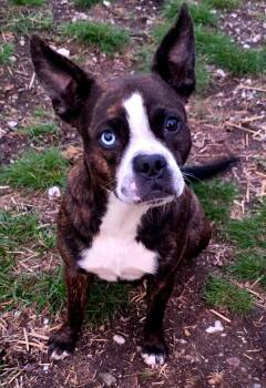 Boxer and Boston Terrier Dogs Available for Adoption in Alexander, Arkansas - Marge | PetCurious