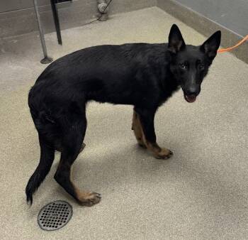 Rescue German Shepherd Dog Dogs for Adoption in Las Vegas, Nevada - PANDORA | PetCurious