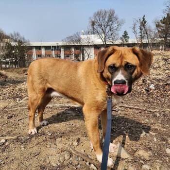 Cookie -  Mastiff and Jindo Dog for Adoption in Northbrook, Illinois - Cookie | PetCurious