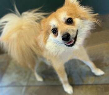 Pomeranian Dogs Available for Adoption - Wolfie | PetCurious