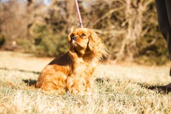 Cavalier King Charles Spaniel Dogs Available for Adoption - Lady - Transport | PetCurious