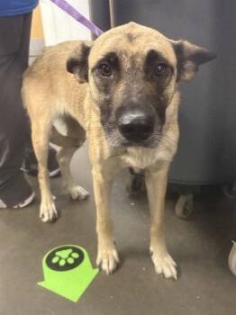 MAXIE -  German Shepherd Dog Dog for Adoption in Clyde, North Carolina - MAXIE | PetCurious